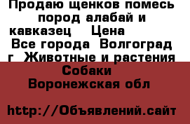 Продаю щенков помесь пород алабай и кавказец. › Цена ­ 1 500 - Все города, Волгоград г. Животные и растения » Собаки   . Воронежская обл.